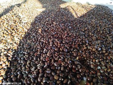 дистиллированная вода баку: Şabalıd – təbii, iri dənəli - Növ: yeməli şabalıd (Castanea sativa) - — 1