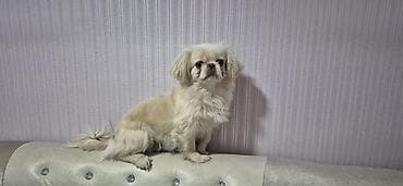 şirin it sekilleri: Pekines, 1 il, Erkek, Peyvəndli, Pulsuz çatdırılma — 1