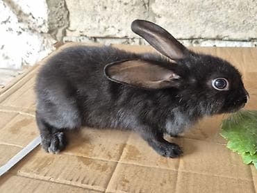 mal bazari: 🐇 14 ədəd sağlam və şirin balaca dovşan satılır! ✔️ Ev şəraitində — 4