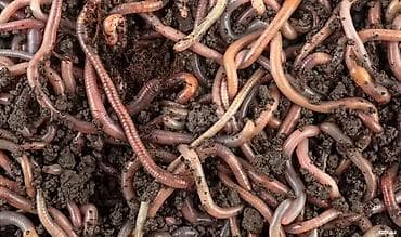 peyin: Qırmızı Kaliforniya soxulcanları 100ededi 8azn — 1