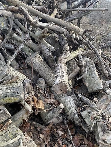 hemise yasil agaclar: Odundan yanacaq – qarışıq ağac növləri • Böyük kötüklər və orta — 3