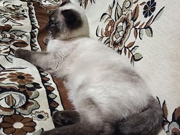 Pişiklər: Şotland yastı qulaq — 4