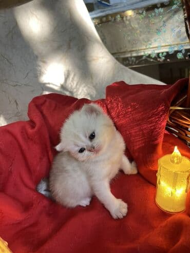 pulsuz it satilir: Britan, Erkək, Dişi — 8