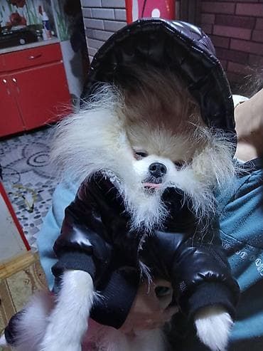 holstein inek satilir: Şpitz, 1 il, Erkek, Ünvandan götürmə — 6