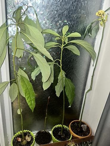 monstera bitkisi: 30-120 azn Məhsul: Ev şəraitində yetişdirilmiş avokado fidanları — 1