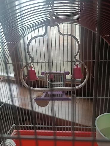 qus yuvasi satisi: Qəfəs.Cox səliqəli islənib.Təmizdi.Orta razmerdədi — 5