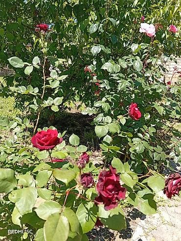 alatavada kiraye evler 2026: Nabran Sanset Forest otel arhasi sutkalig Kirayə üçün studiya tipli — 9