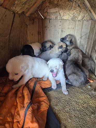 Akvariumlar: Balaca it balaları – müxtəlif rənglərdə və naxışlarda - Bir yuva — 3