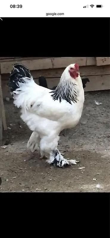 K/t heyvanları üçün mallar: Xoruz, Brama, il: <1 — 2