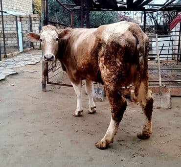 cins inəklər: Birinci qarina duyedi 14 16 litr sudu var.10 gundu dogub balasiz — 4