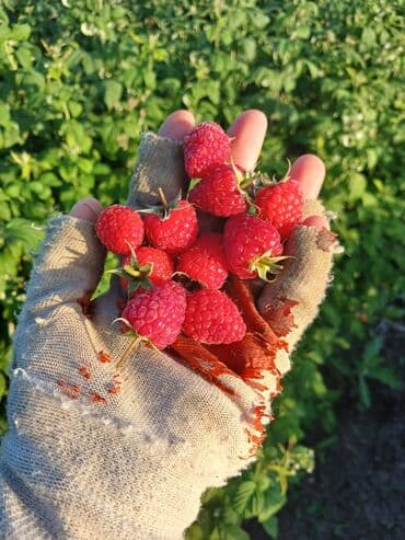 qeyri adi tort sekilleri: Məhsul: Təzə moruq (bağdan yığılmış) Təsvir: - Şirin, ətirli və — 8