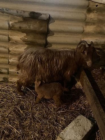 sort qoyun: 3 cu qarina dogub 20 gunluk erkey balasi var altinda unvan baki — 3