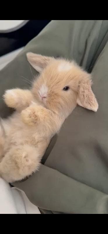 Digər heyvanlar: Mini Lop 23 Gunluk du Qefesi Yemey qabisi su qabisi 1 aylig yemeyi — 1
