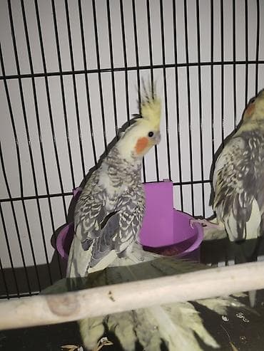 Gəmiricilər: Məhsul: Nimfa (Cockatiel) cütlüyü – “perl”/“pied” rəng mutasiyası — 4