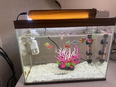 Akvaryum dəsti – şüşə akvarium və avadanlıqlar - Ölçü: təxminən orta