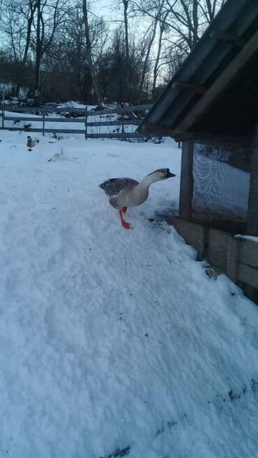 kiraye yolu ile satilan evler: Qusar rayonu, Avaran kəndi, Turistik Zona, 53 sot olan İstirahət — 15