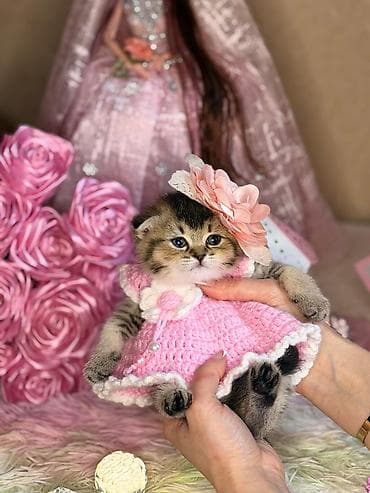 pişik alıram: Şinşilla, Erkək, Dişi — 6