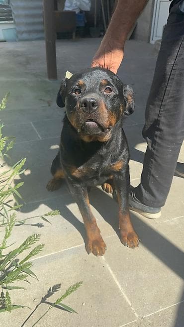 heyvan seksi.com: Rotveyler, 1 il, Erkek, Peyvəndli — 1