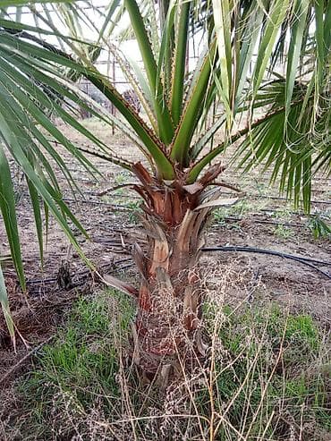 Washingtonia robusta (Meksika xurma palması) – dekorativ, sürətlə