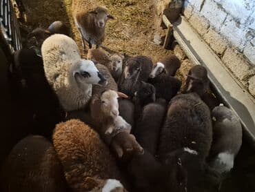 şpits qiyməti: 15 balalı qoyun satlırr iri quzularla qiymət razılaşma yolu iləə — 7