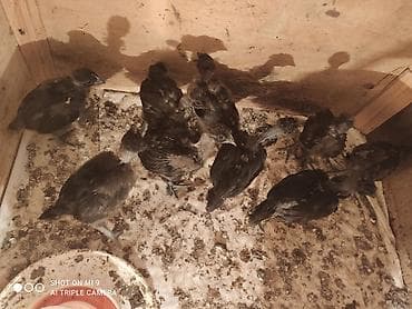 qurt toyuq: Məhsul: Cins toyuq cücələri Şekildeki toyuqların cüceleri satılır — 5