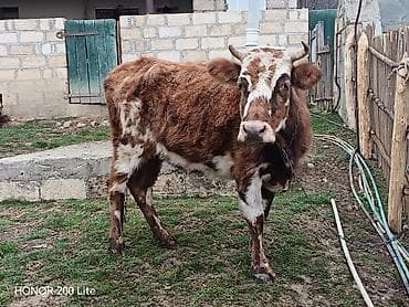 Balıqlar: Salam heyvan Qubadadı real alıcı olsa qiymətdə razılaşmaq olar May — 2