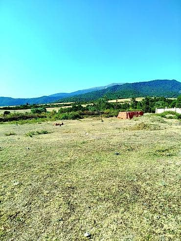 lalafo.az yevlax: 4 sot, Tikinti, Mülkiyyətçi, Kupça (Çıxarış) — 1
