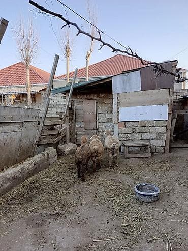 1 kq bugda qiymeti: Erkəkdilər kökdülər 250 manat son qiymətdi — 1