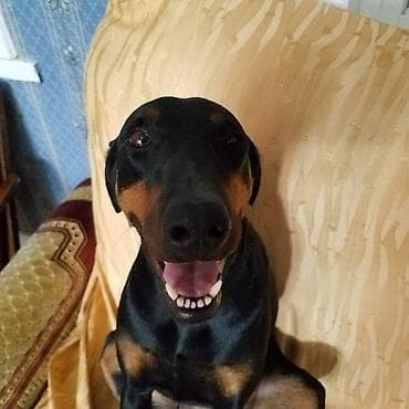 Doberman, 2 il, Dişi, Peyvəndli, Ünvandan götürmə, Pulsuz çatdırılma