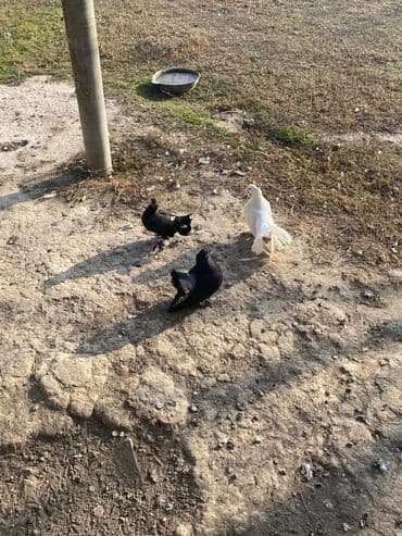 Pişiklər: Satılır: dekorativ göyərçinlər Unvan ŞƏKİ uçu bir yerde 2 ana bir bala — 5