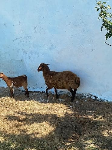 Qoyunlar, qoçlar: Qarın doğub şişək satılır istəyən olsa yazsın videosunu atım baxın — 3