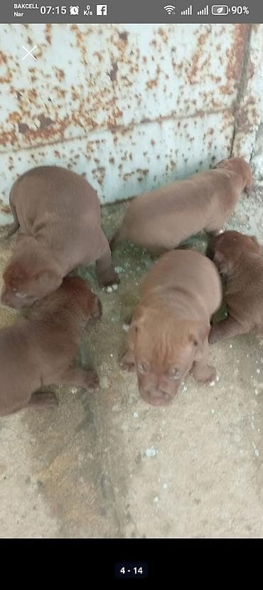 qaz heyvan: Qəhvəyi rəngli pitbull balalari. BİR aylıqdır lar. Şəkillərdə sonda — 2