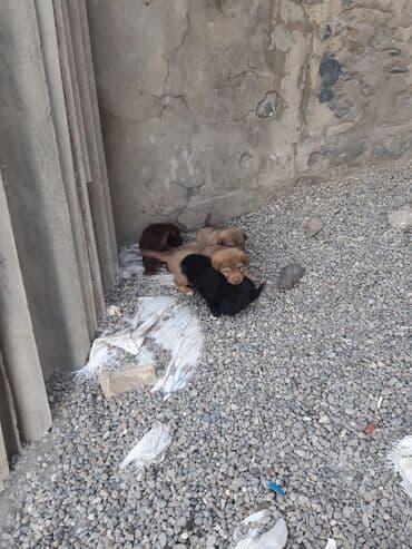 cins kecilər: Zvanok cinsi balalar satışda. - Şirin, aktiv və sosial balalar – qara — 2