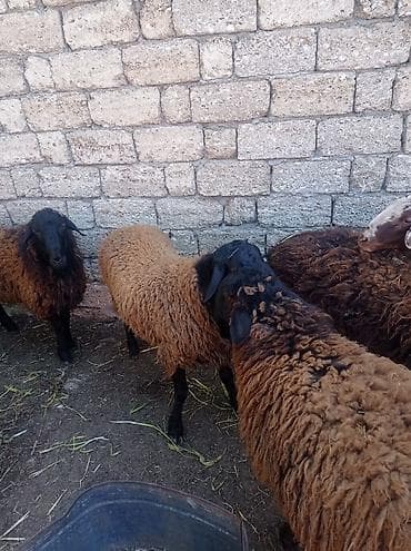 qax heyvan bazar: Erkək, Qala, il: 1, 55 kq, Damazlıq, Ətlik, Ünvandan götürmə — 7