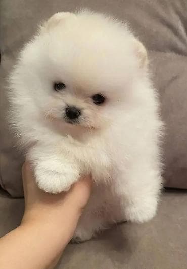 Gəmiricilər: Şpitz, 1 ay — 1