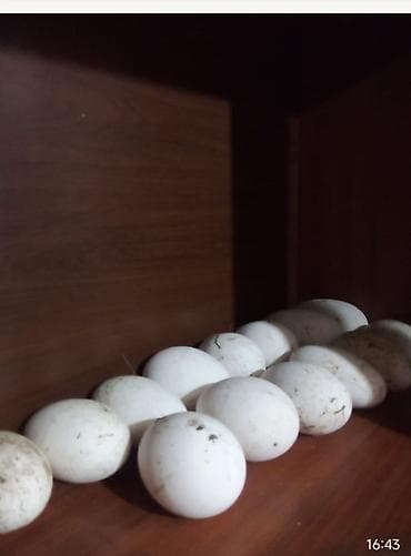 Təbii qaz yumurtası - Ağ rəngli, iri ölçülü qaz yumurtaları - Təzə