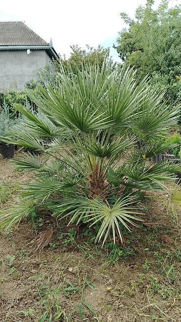 пластик окна: Bağ və landşaft üçün dekorativ bitkilər – müxtəlif növ əkilməsi hazır — 1