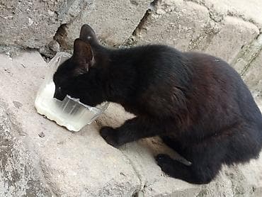 Yaxşı əllərə — 2