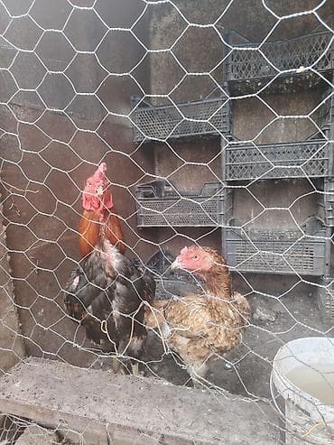 Toyuqlar: Məhsul:2,6 aylıq cüt 370 azn Təsvir: - Xoruz: iri cüssəli — 2
