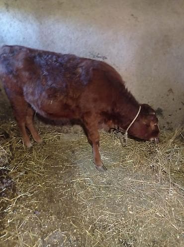 Quzu: Qırmızı rəngli dana - Növ: iri buynuzlu heyvan, dana - Rəng: tünd — 2