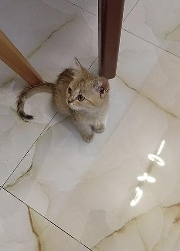 pişik yuva: Şinşilla, Erkək, Yaxşı əllərə, Ödənişli çatdırılma — 2