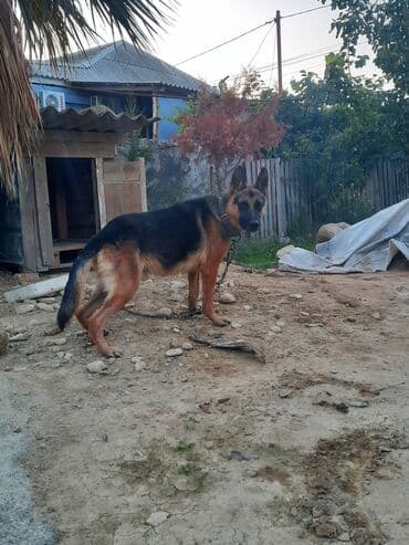 немецкие овчарки щенки купить: Немецкая овчарка, Самец — 3