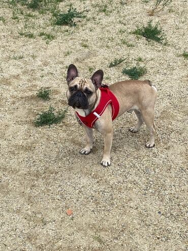 ucuz it: Fransız bulldoqu – qısa burunlu, kompakt və əzələli cins. Rəngi fawn — 5