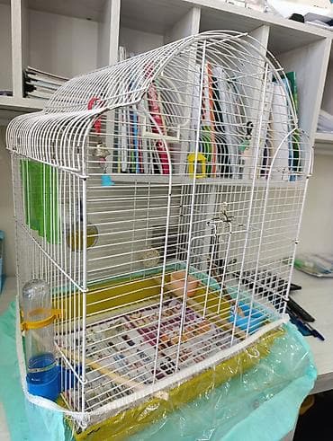 Gəmiricilər: Quş üçün qəfəs böyükdür normal vəziyyətdə — 4