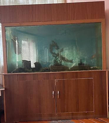 okean baliq magazasi: Herbişeyi üsdünde verilejey içinde 2 denede baliq var. Ancaq ciddi — 1