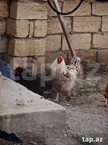 karella qus: Brama 8 aylıq sağlam heyvandi ciddi alıcılar narahat eləsin barterde — 3