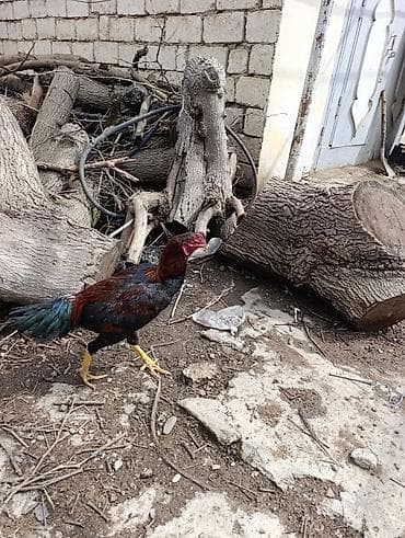 yasil bas ordek: Məhsul: Ev şəraitində bəslənən döyüş tipli xoruzlar və toyuqlar — 3