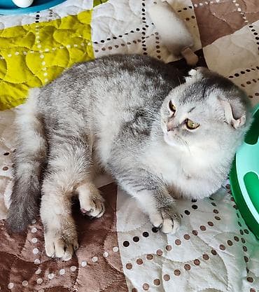 pisik sekli: Şotland, Dişi, Ünvandan götürmə — 4