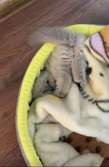 pişik sahiblendirme: Şinşilla, Erkək, Cütləşmə üçün — 5