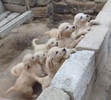cocker spaniel qiymeti: Retriever, 2 ay, Erkek, Peyvəndli — 1